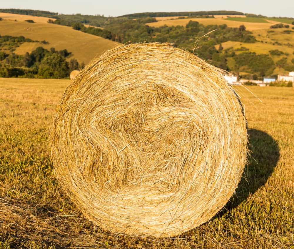 siano
